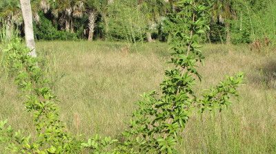 14 14th St, Haines City, FL 33844